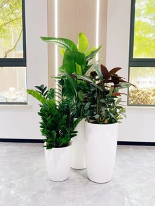 鄞州盆景出租，打造别具一格的室内景观